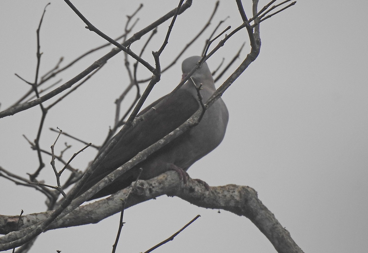 Mountain Imperial-Pigeon - ML612086857