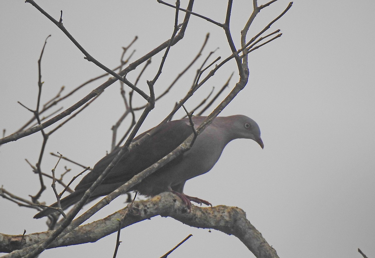 Mountain Imperial-Pigeon - ML612086860