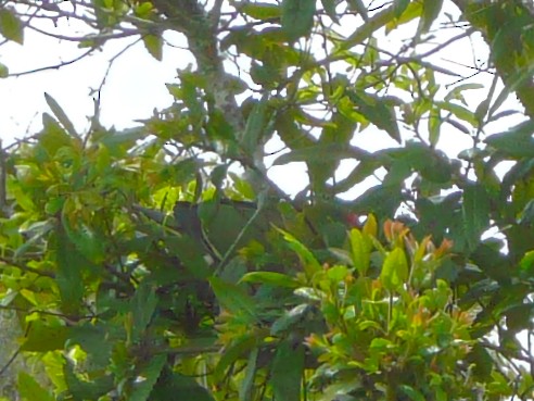 Африканский зелёный голубь - ML612086890