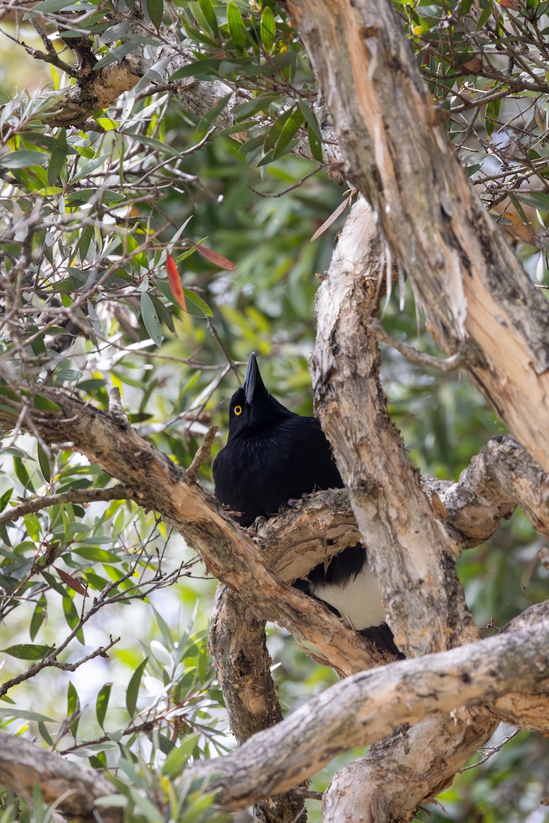 Pied Currawong - ML612086933