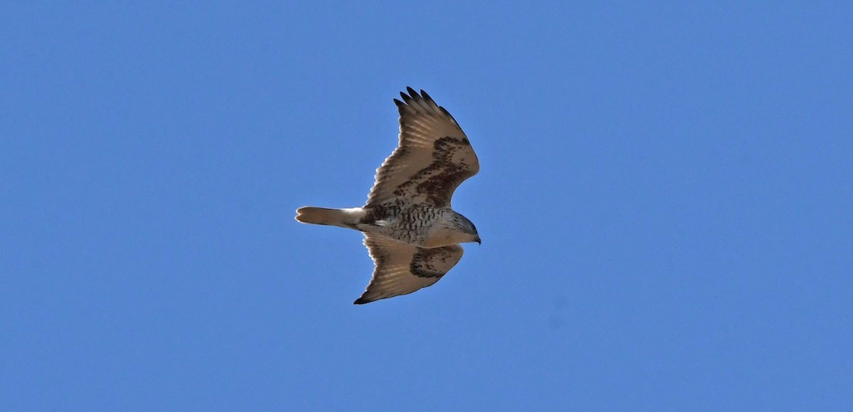 Ferruginous Hawk - ML612086973