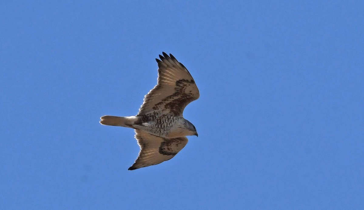 Ferruginous Hawk - ML612086977