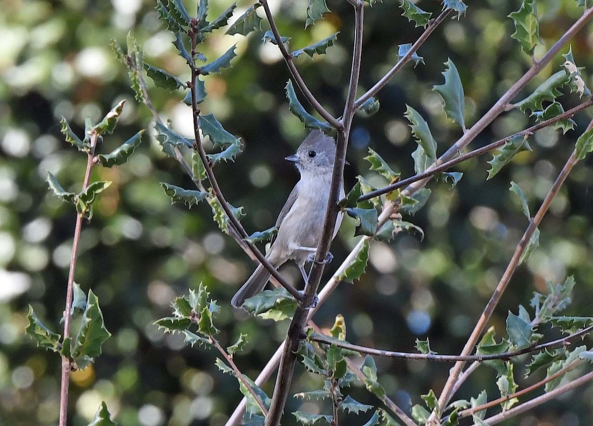 Oak Titmouse - ML612086984