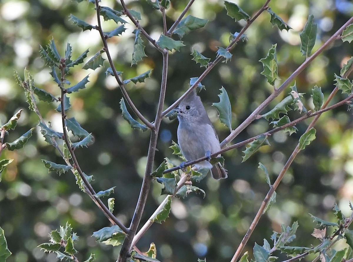 Oak Titmouse - ML612086993