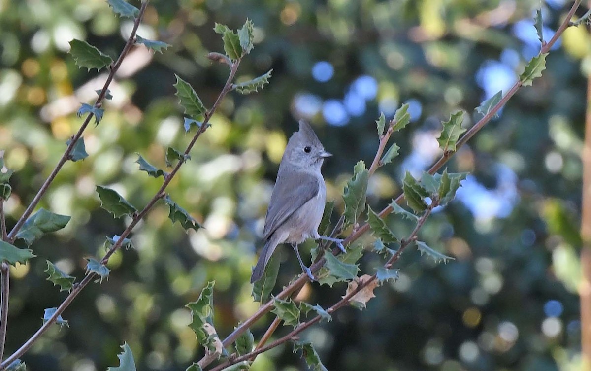 Oak Titmouse - ML612087004