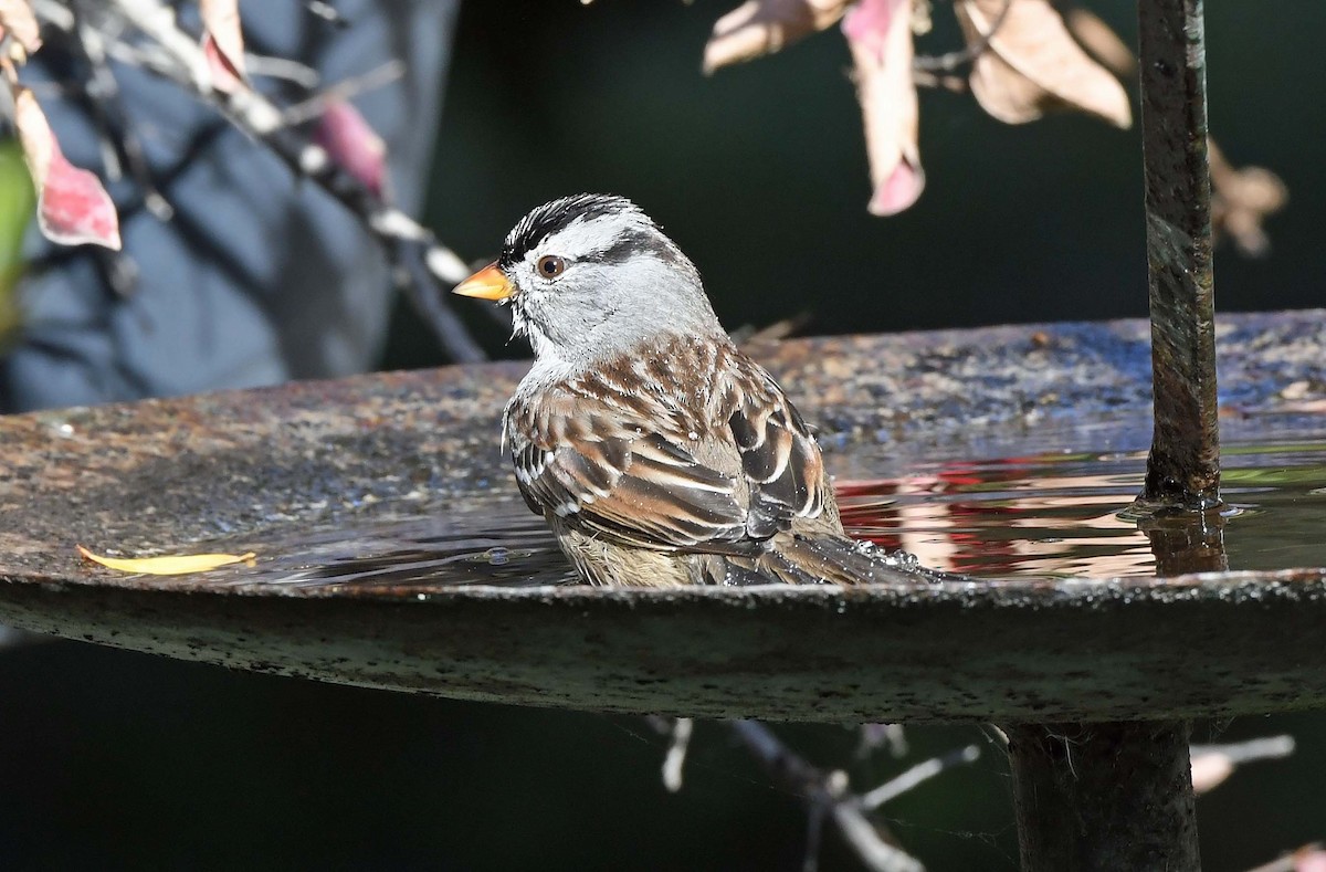 White-crowned Sparrow - ML612087017