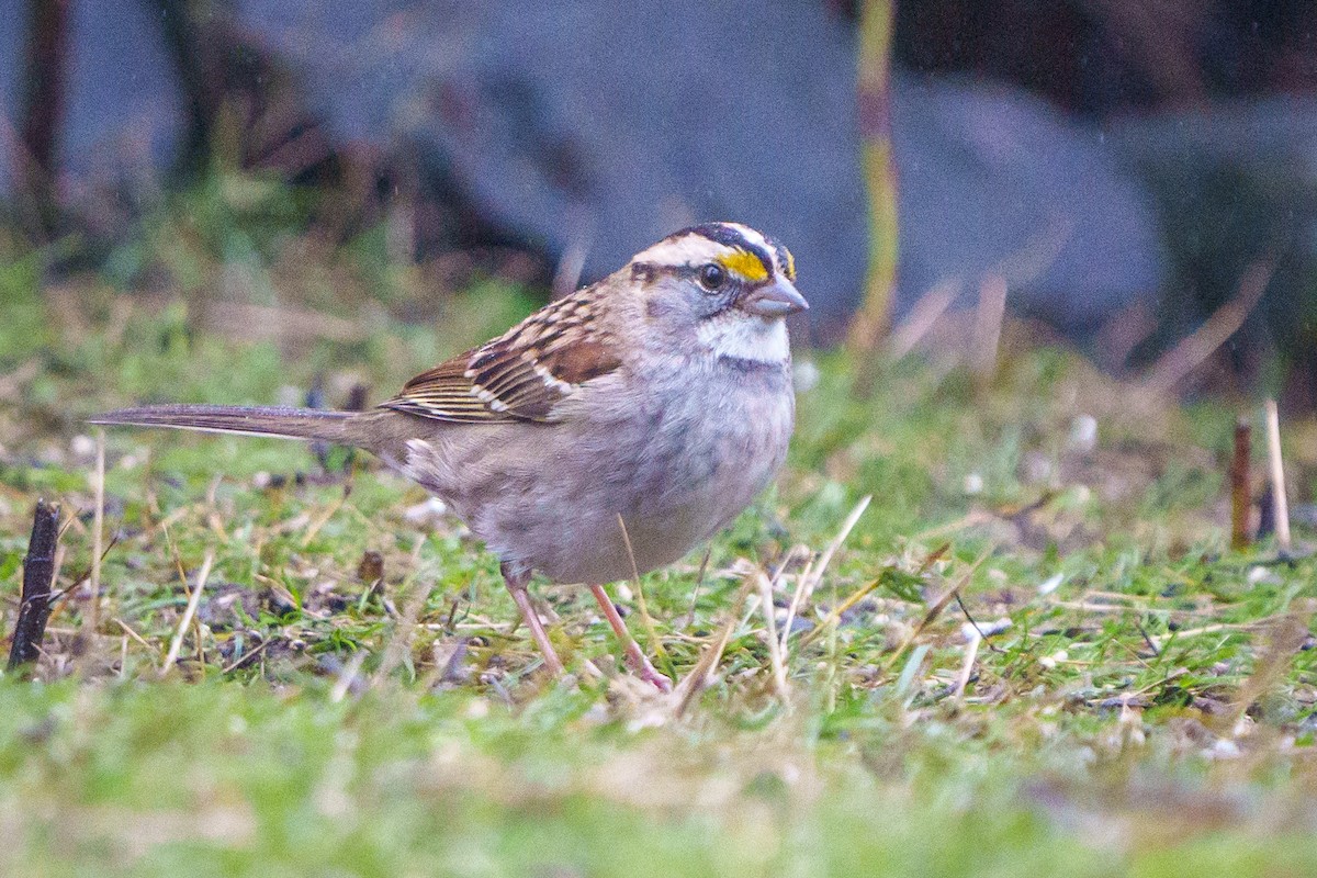 Bruant à gorge blanche - ML612087093