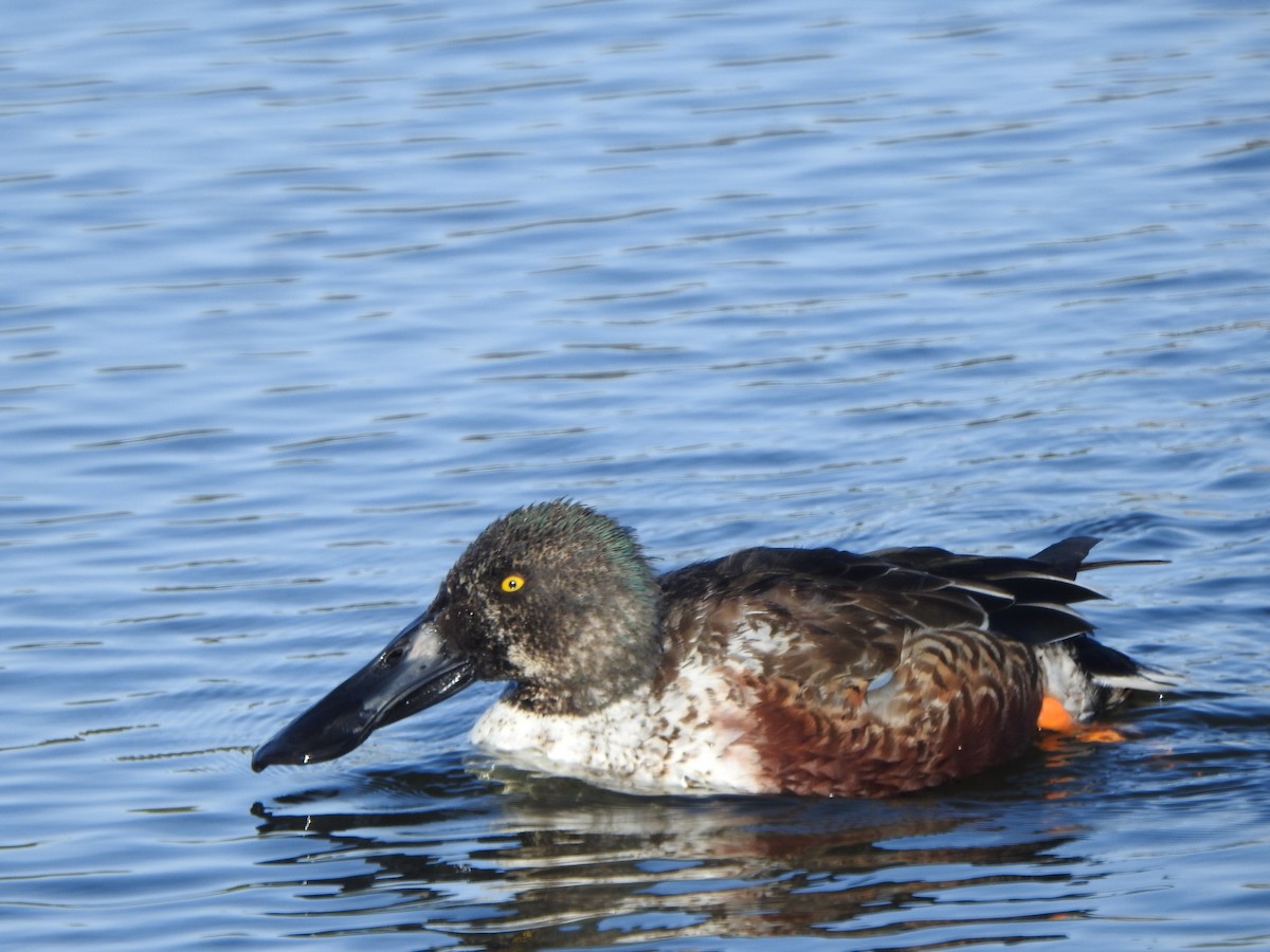 Northern Shoveler - ML612087100