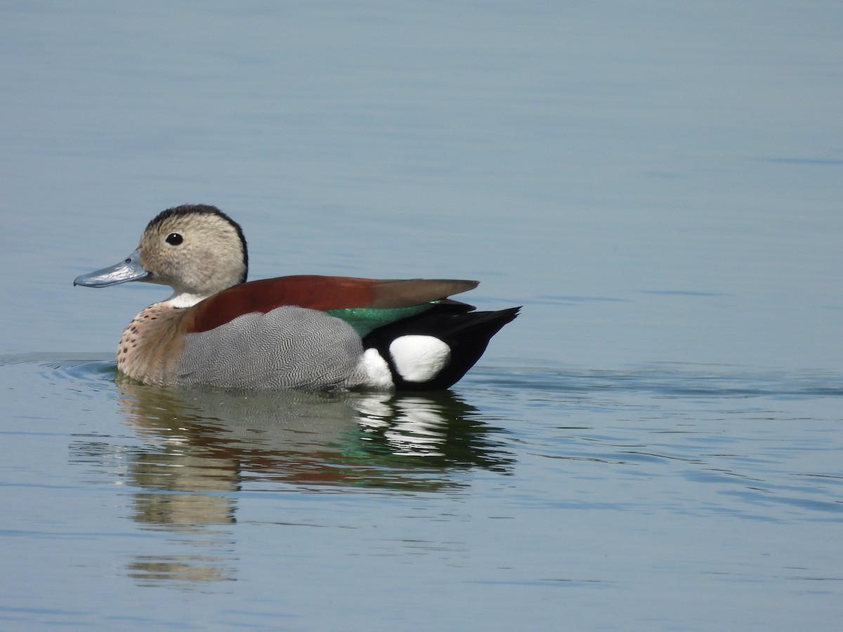 Ringed Teal - ML612087120