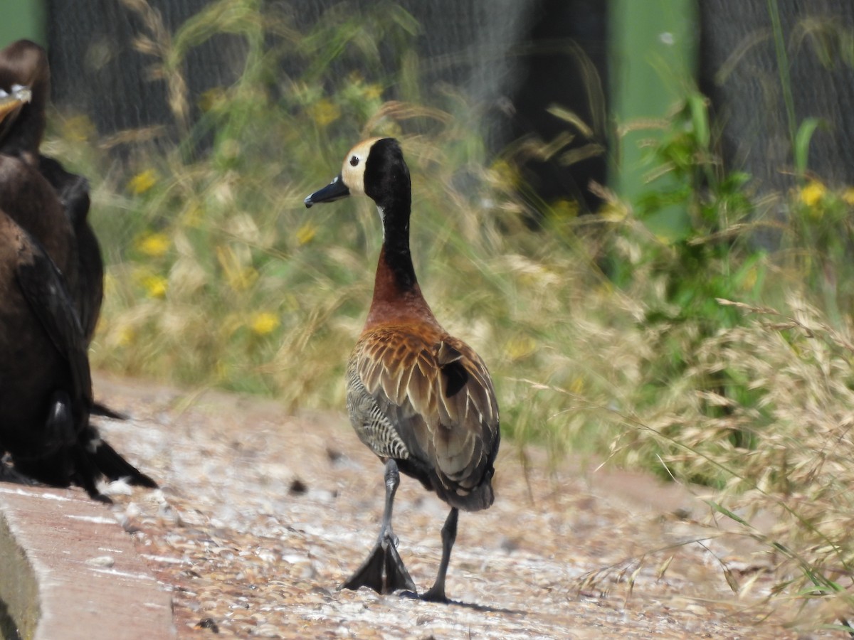 White-faced Whistling-Duck - ML612087139