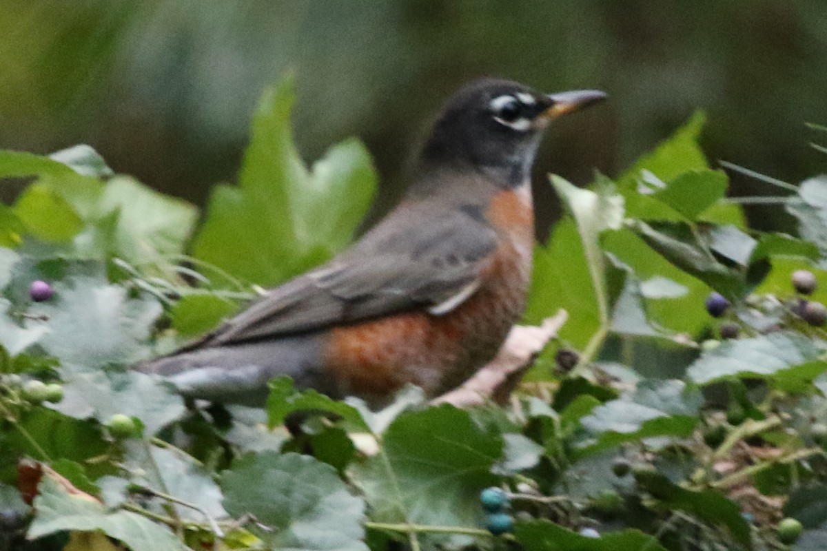 American Robin - ML612087178