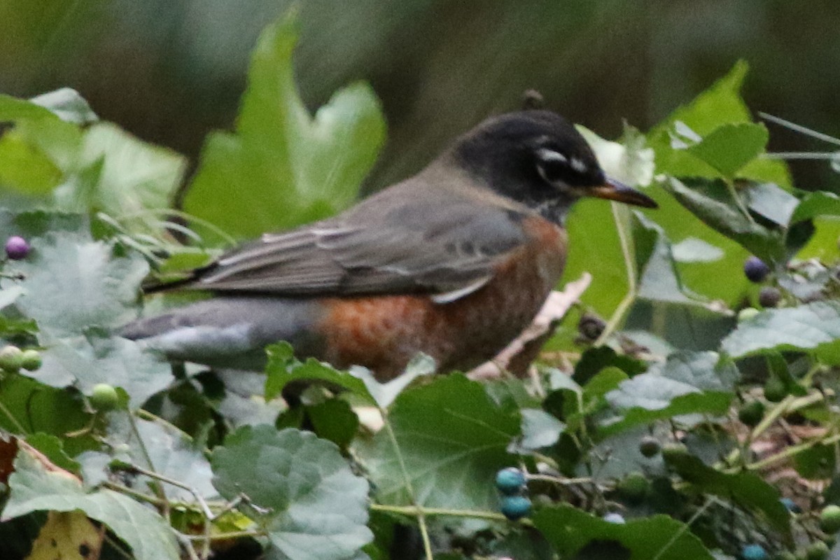 American Robin - ML612087180