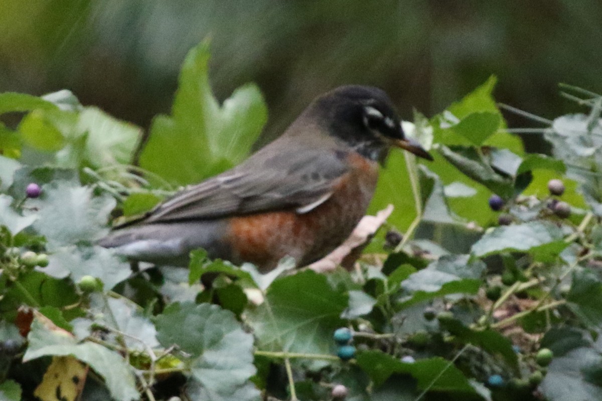 American Robin - ML612087181