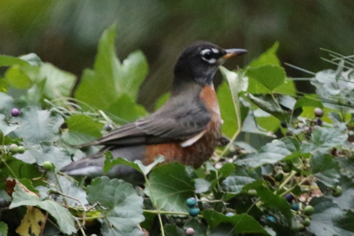 American Robin - ML612087182