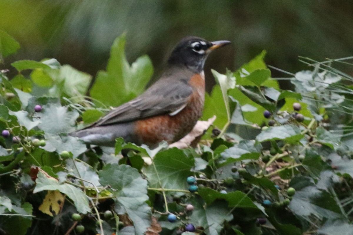 American Robin - ML612087183