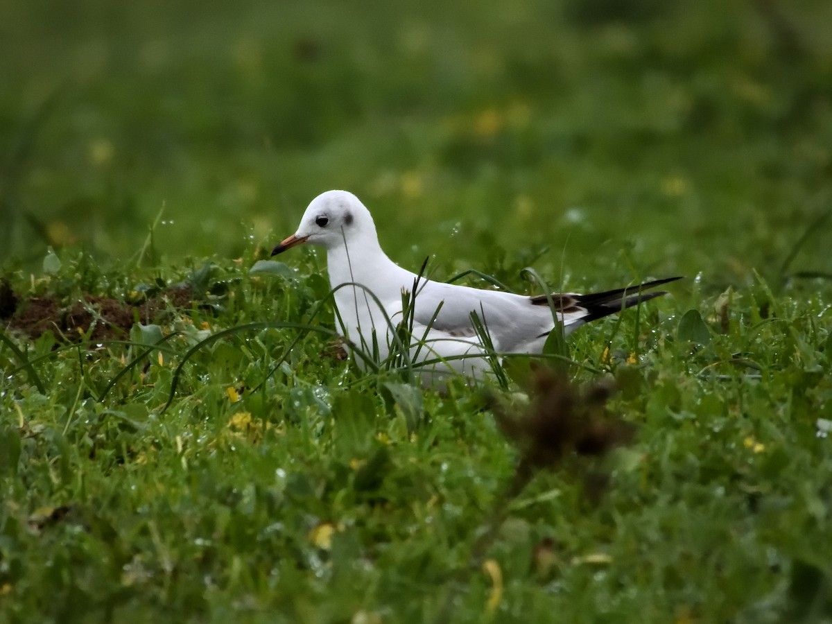 Mouette rieuse - ML612087184