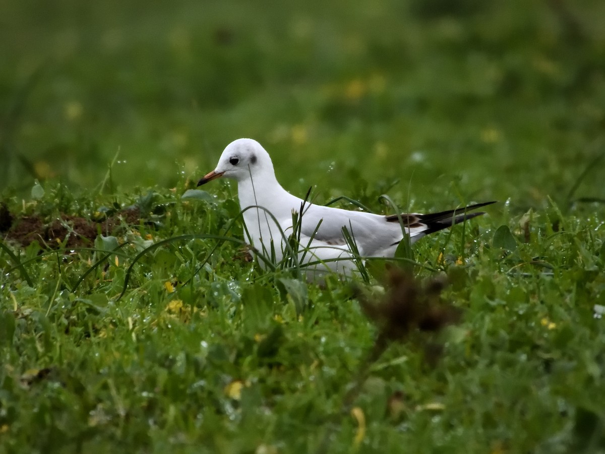 Black-headed Gull - ML612087184