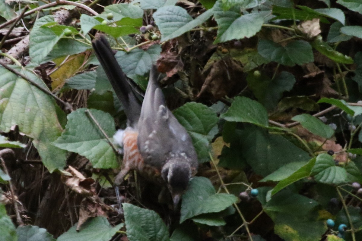 American Robin - ML612087185