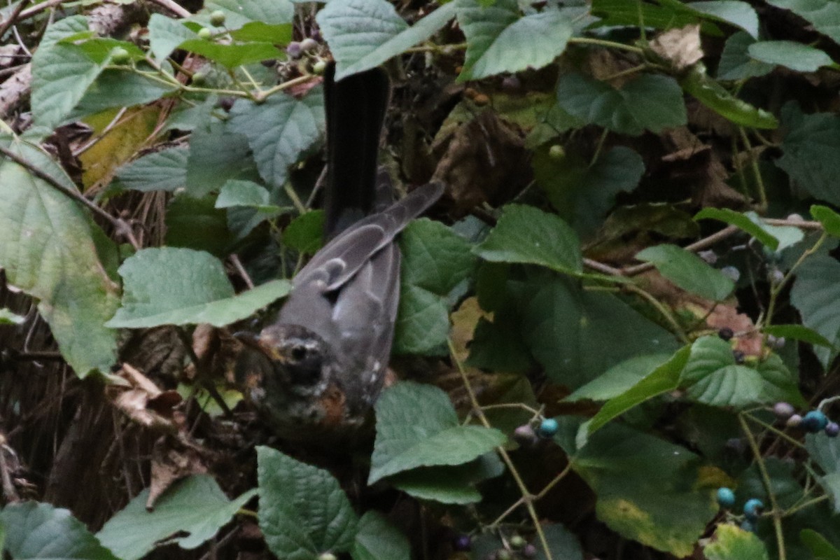 American Robin - ML612087186