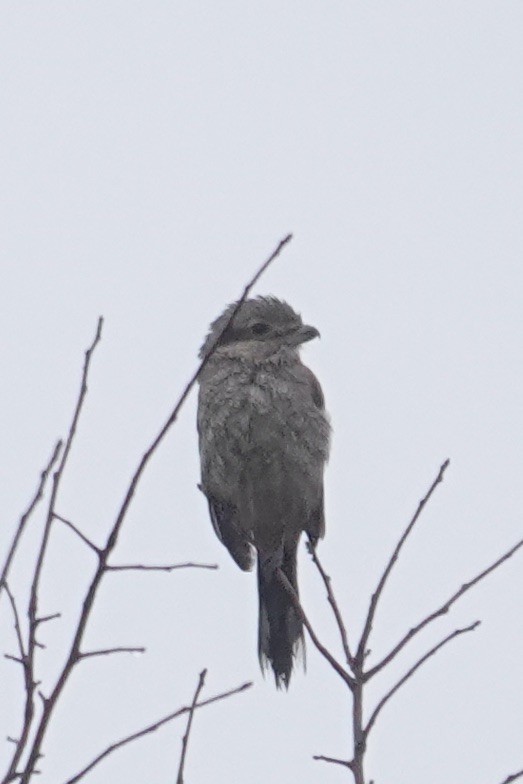 Northern Shrike - ML612087222