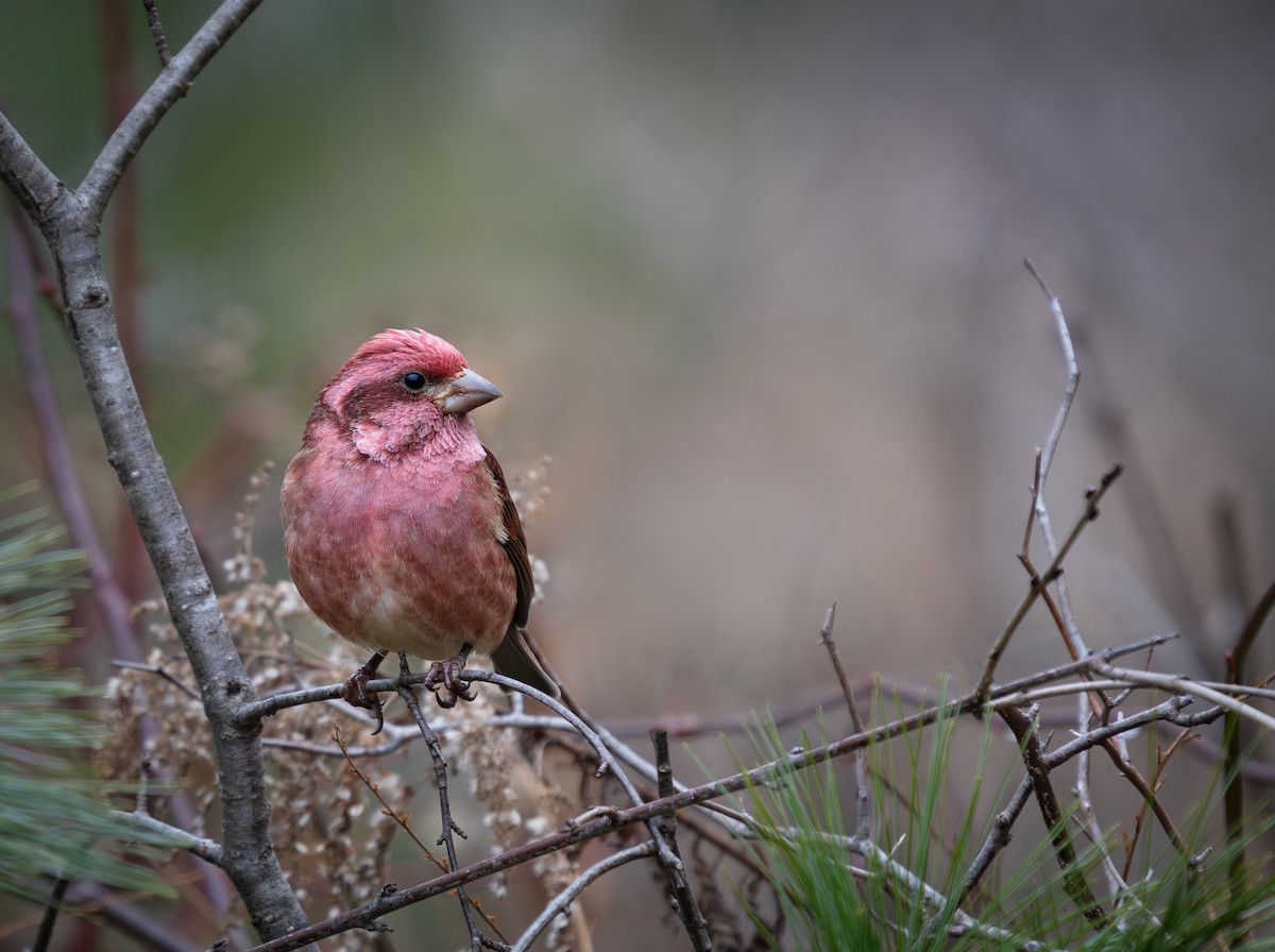 Purple Finch - ML612087677