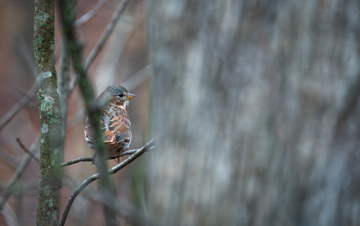Fox Sparrow - ML612087678