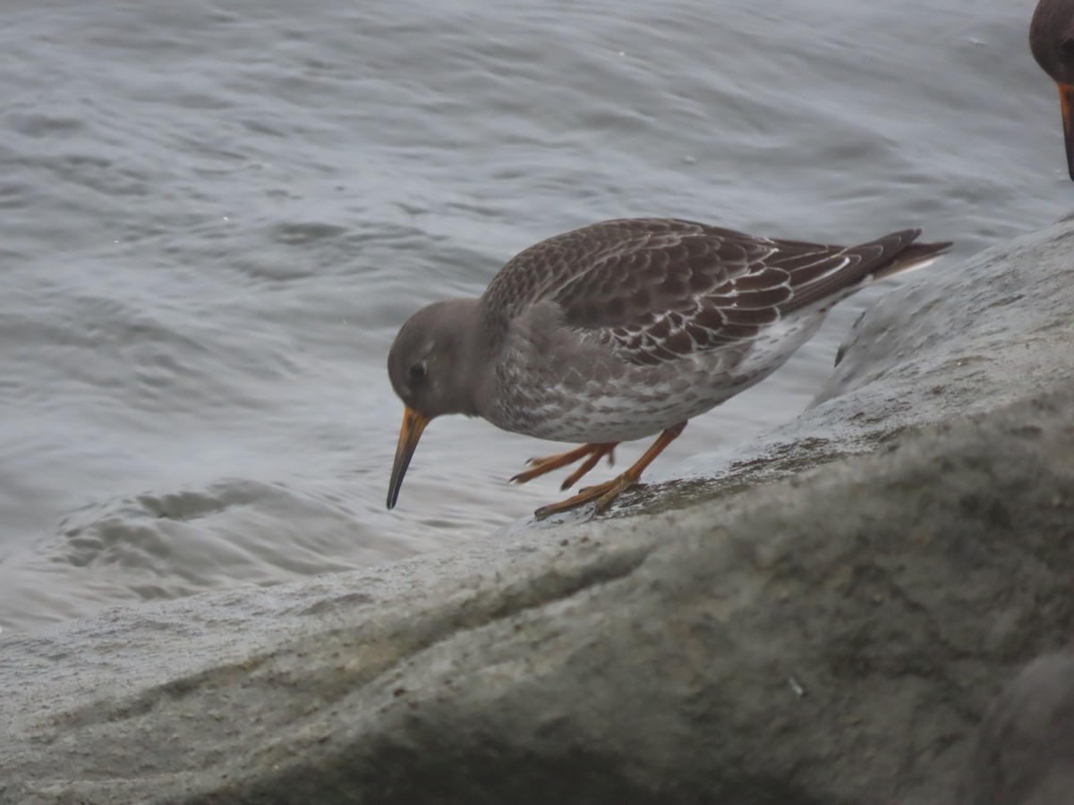 Purple Sandpiper - ML612087700