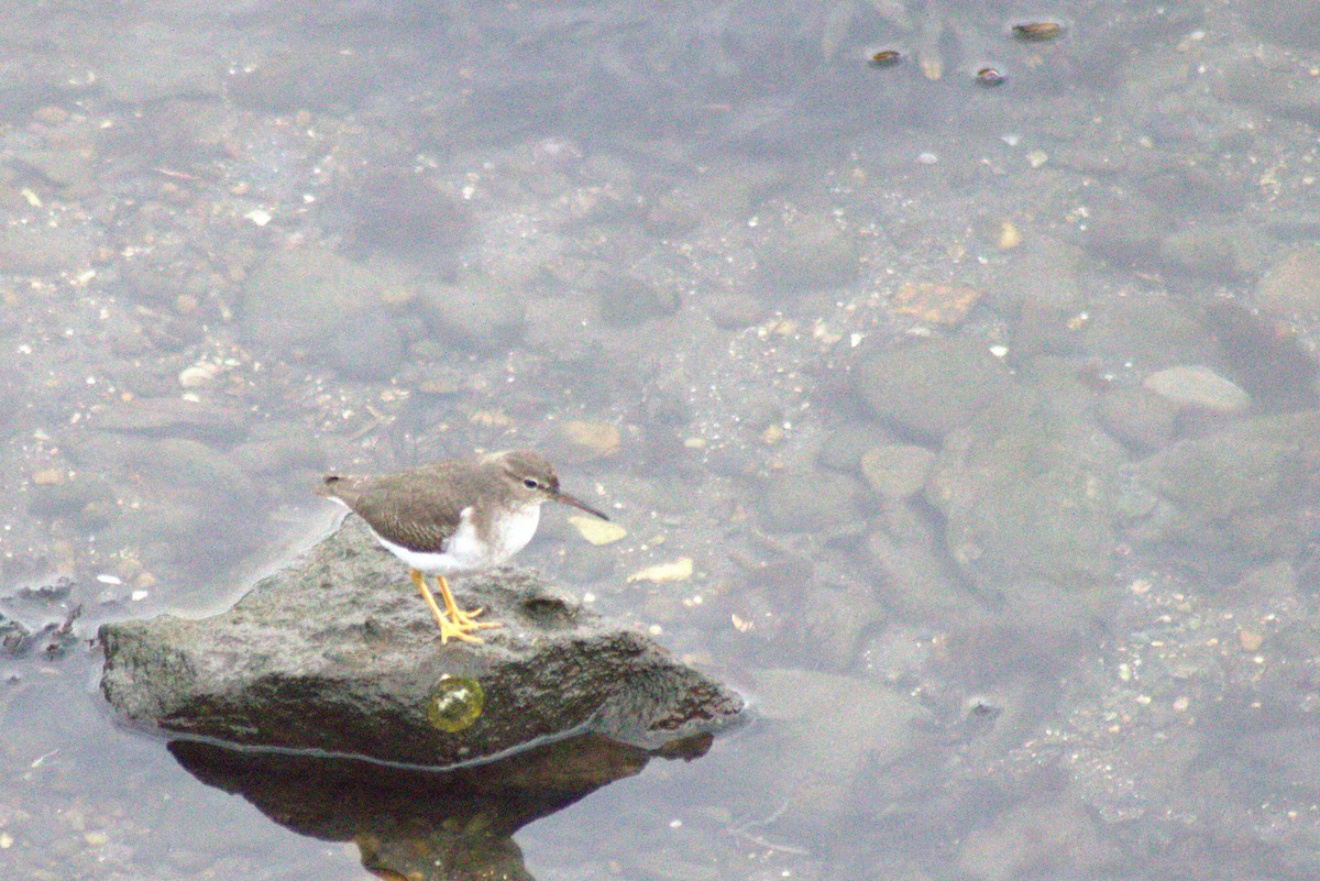 Spotted Sandpiper - ML612087745