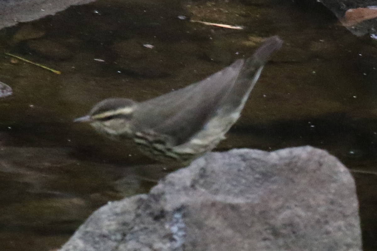 Northern Waterthrush - ML612087750