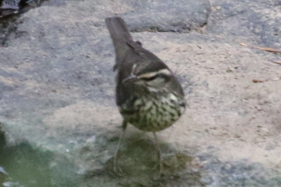 Northern Waterthrush - ML612087751