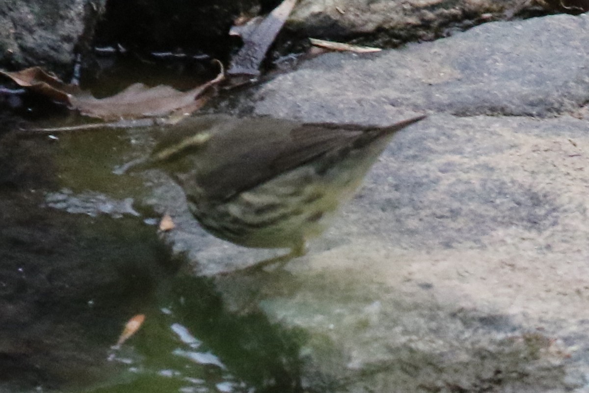 Northern Waterthrush - ML612087752