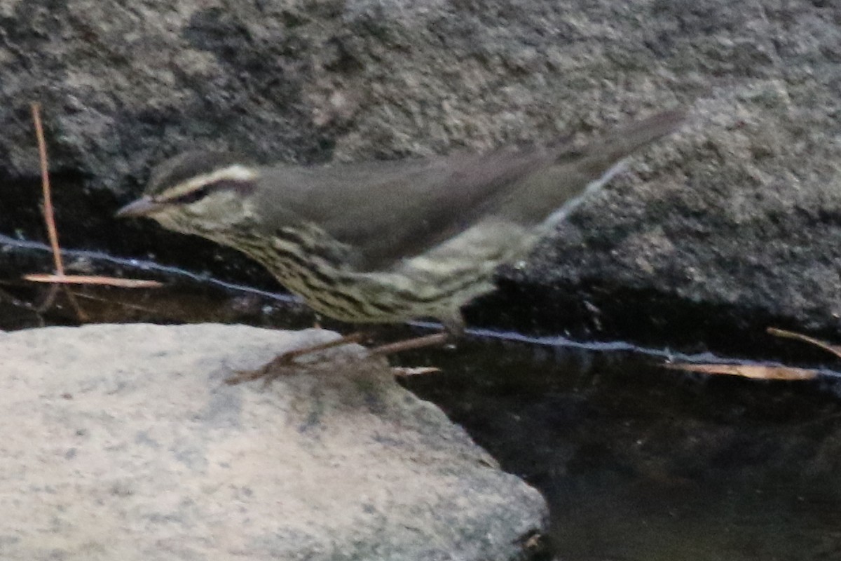 Northern Waterthrush - ML612087753