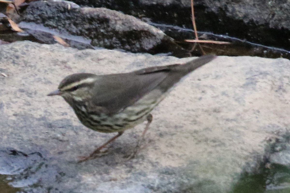 Northern Waterthrush - ML612087754