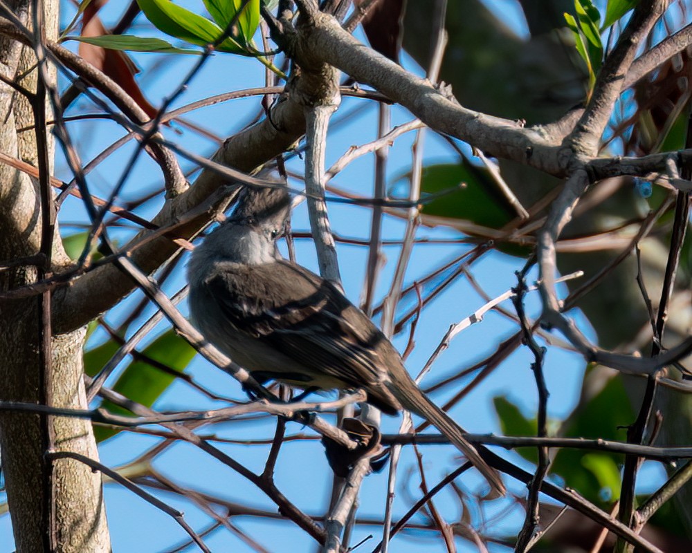 Dusky-capped Flycatcher - ML612087785