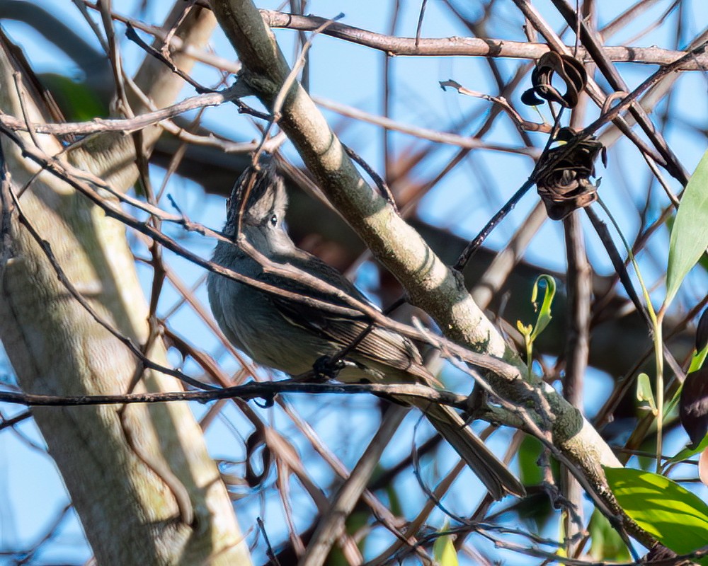 Dusky-capped Flycatcher - ML612087787