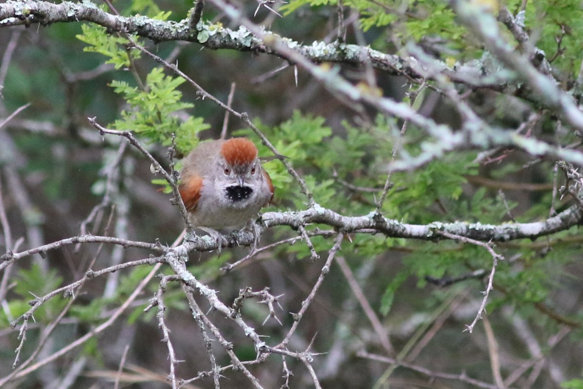 Sooty-fronted Spinetail - ML612087846