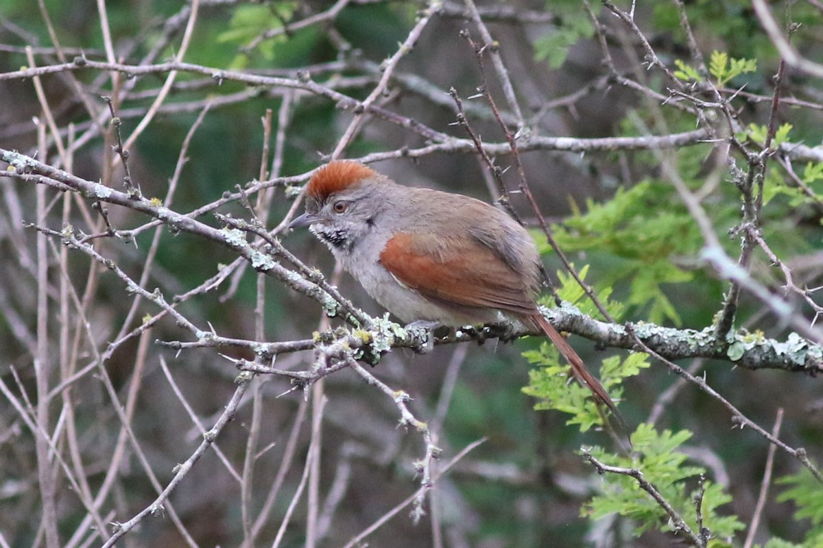 Sooty-fronted Spinetail - ML612087847