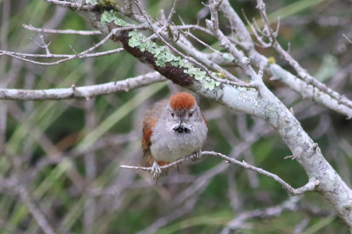 Sooty-fronted Spinetail - ML612087848