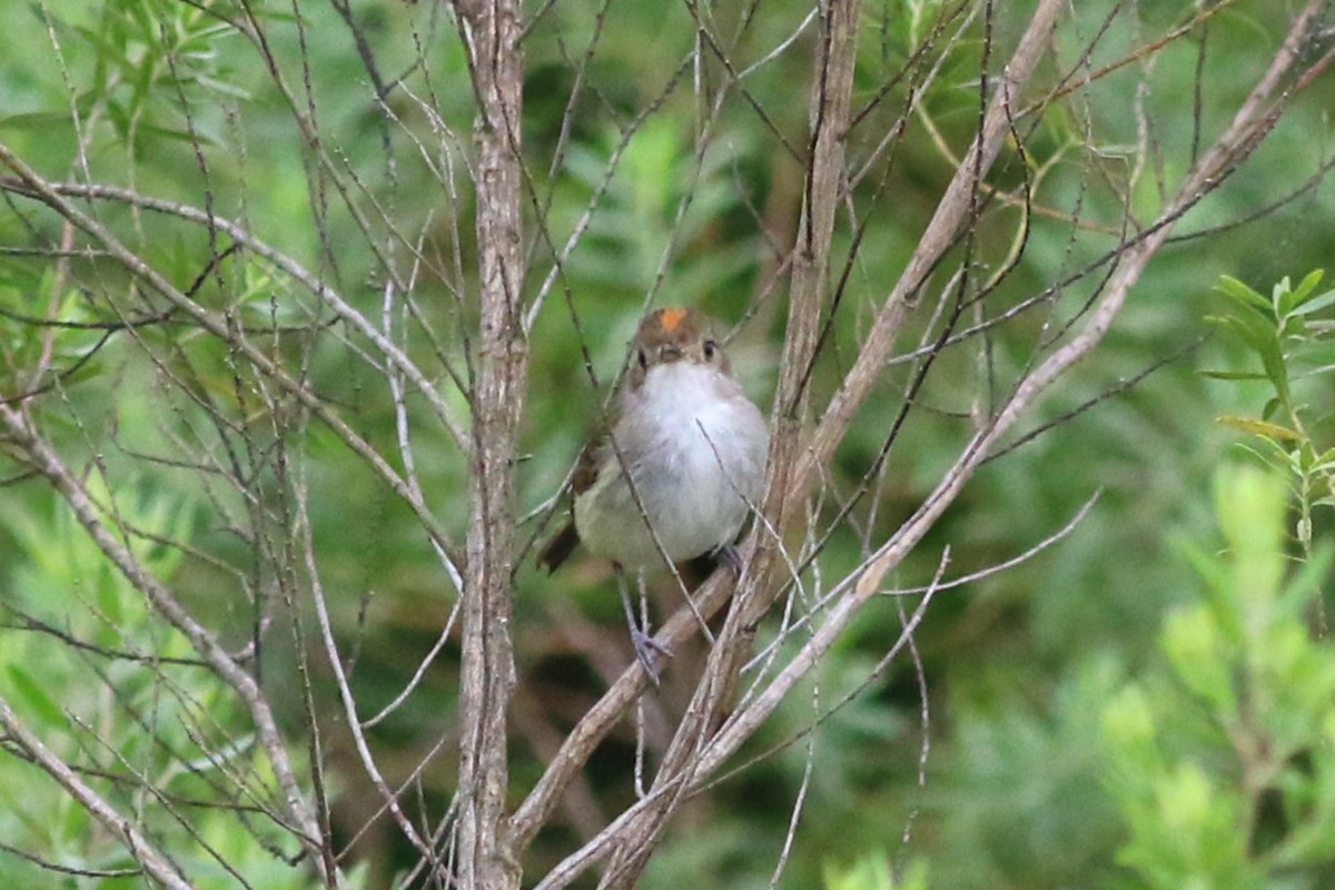 Fulvous-crowned Scrub-Tyrant - ML612087865