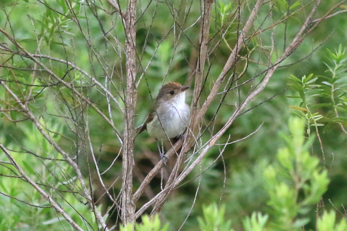 Fulvous-crowned Scrub-Tyrant - ML612087866