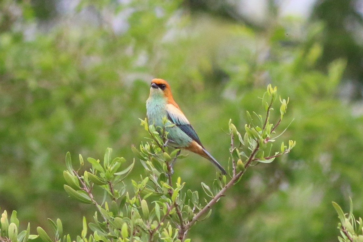 Chestnut-backed Tanager - Robert McNab