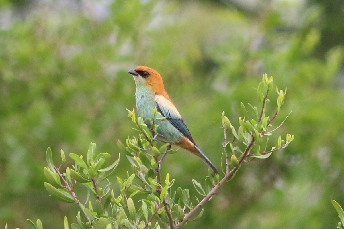 Chestnut-backed Tanager - ML612087922