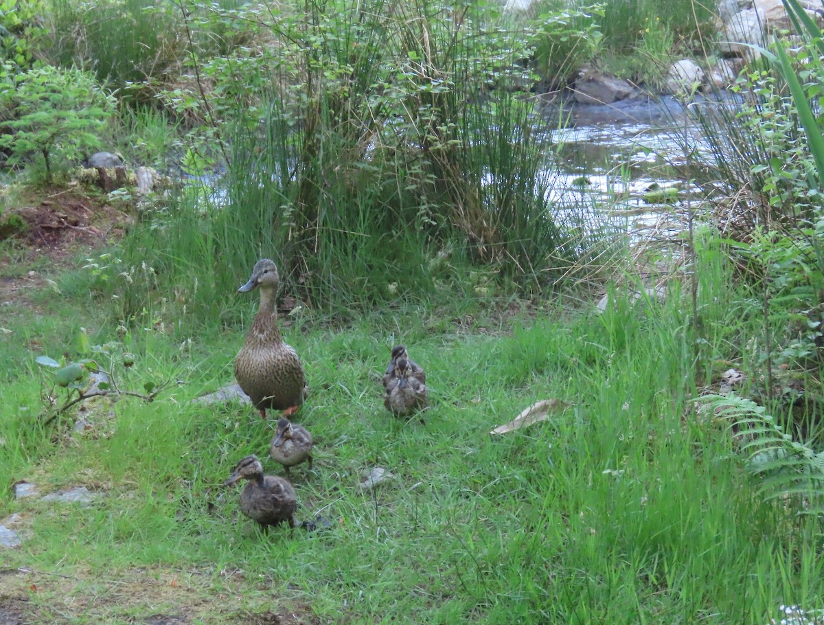 Canard colvert - ML612087936