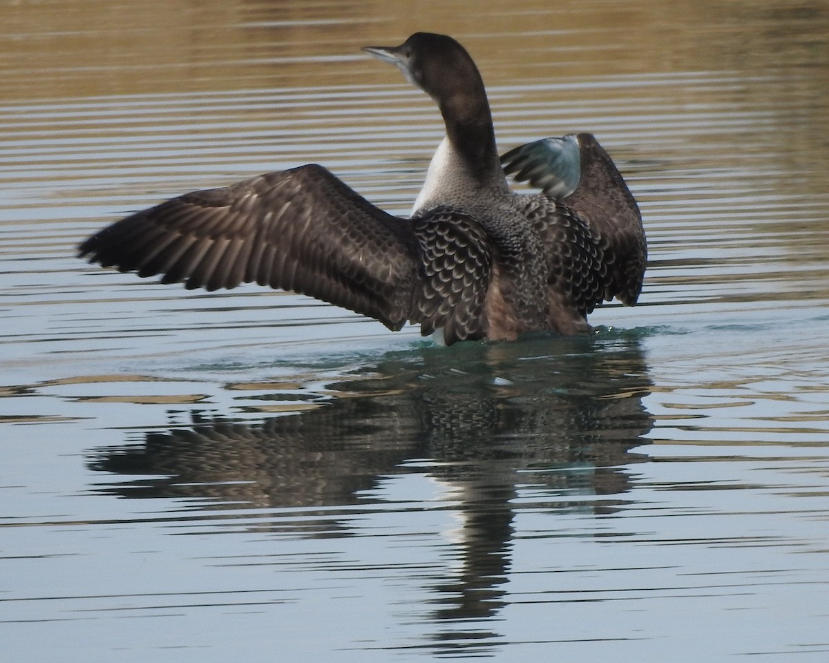 Common Loon - ML612087993