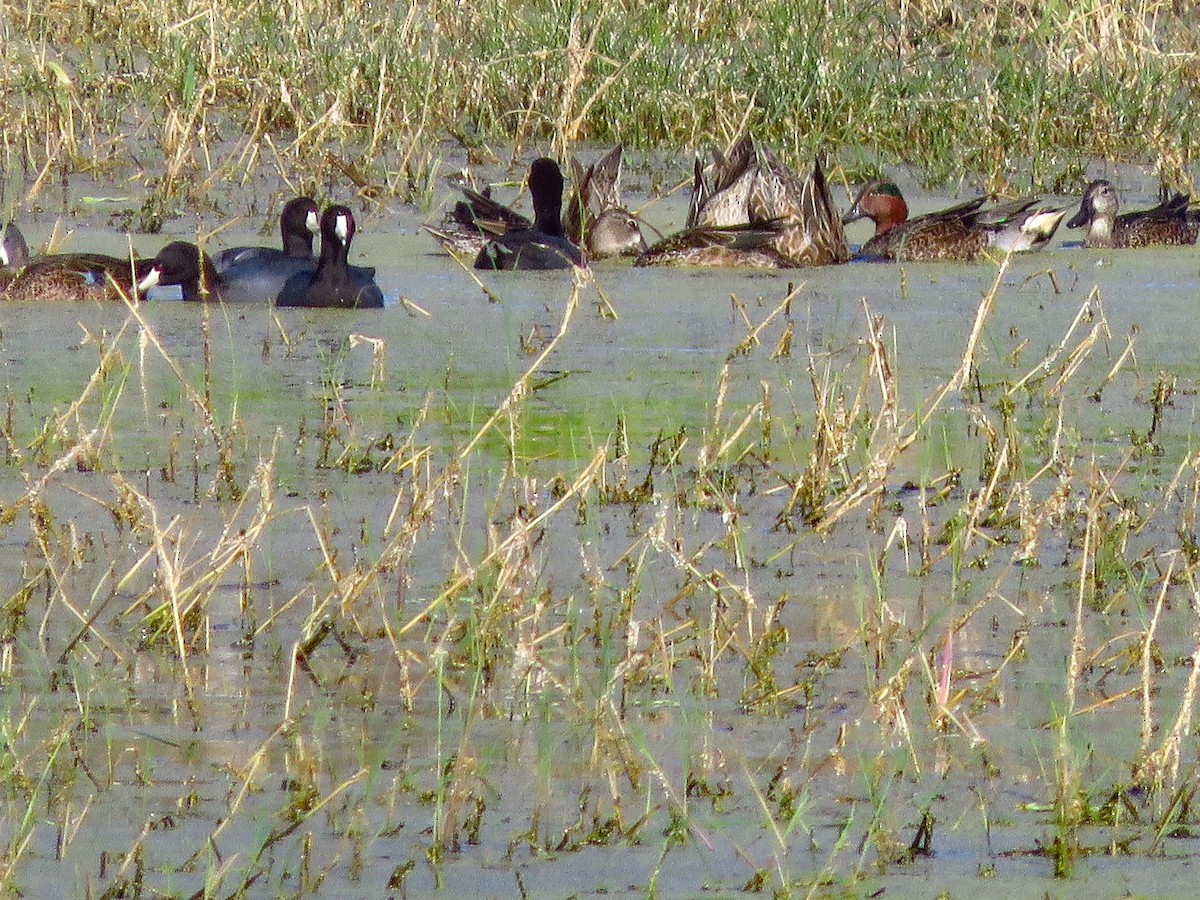 Green-winged Teal - ML612088031