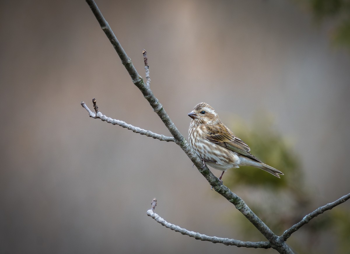 Purple Finch - ML612088143