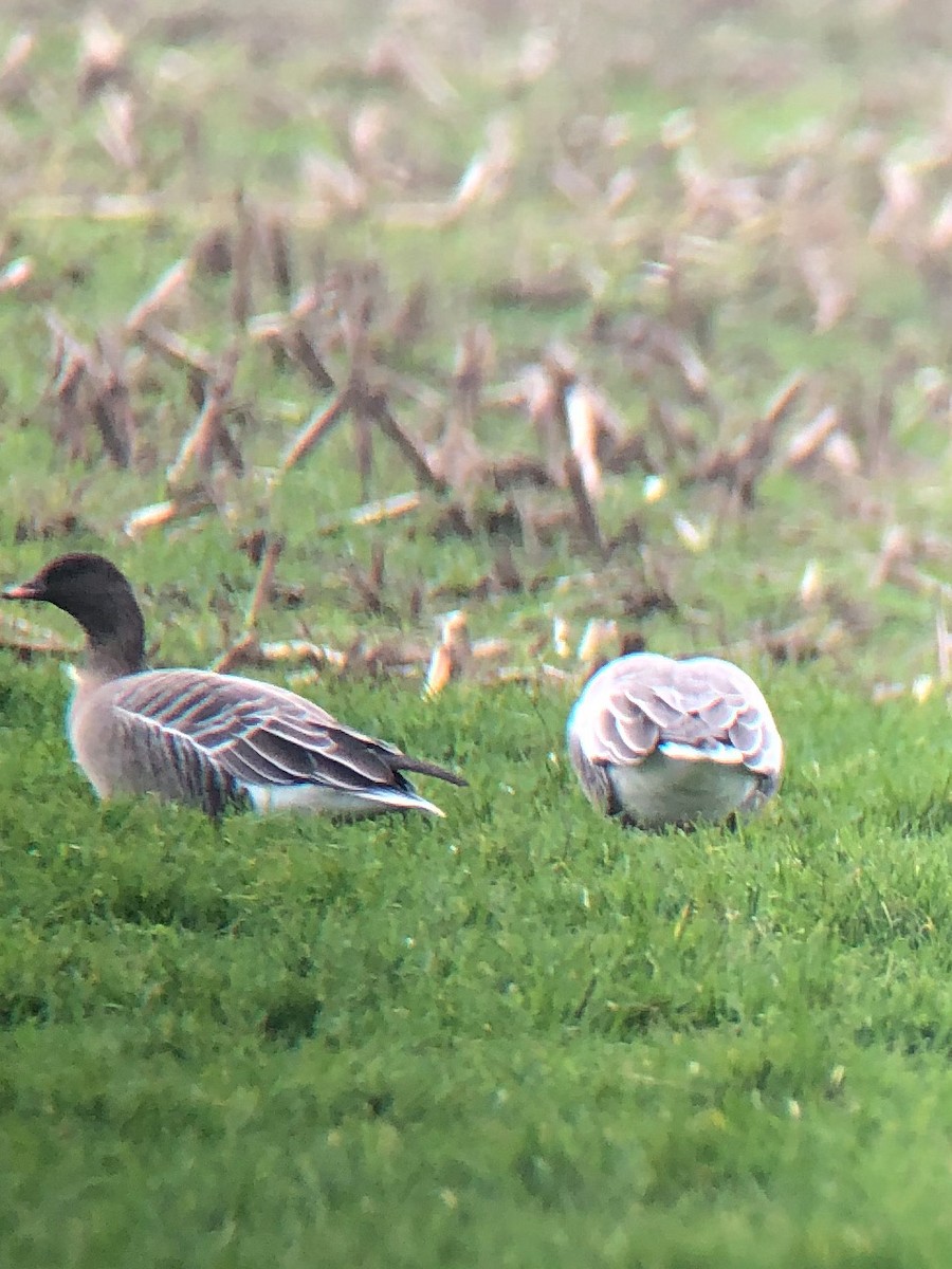 Pink-footed Goose - Stefan Masure