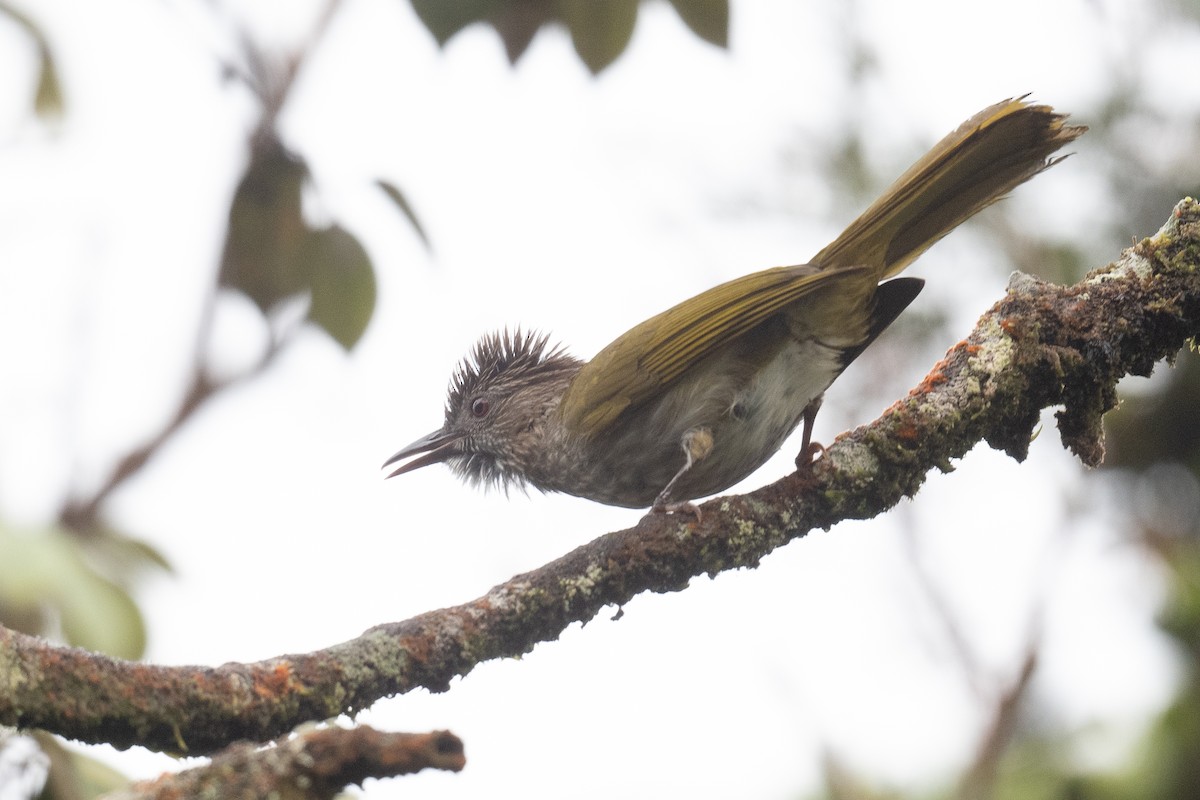 Bulbul de Mcclelland - ML612088236