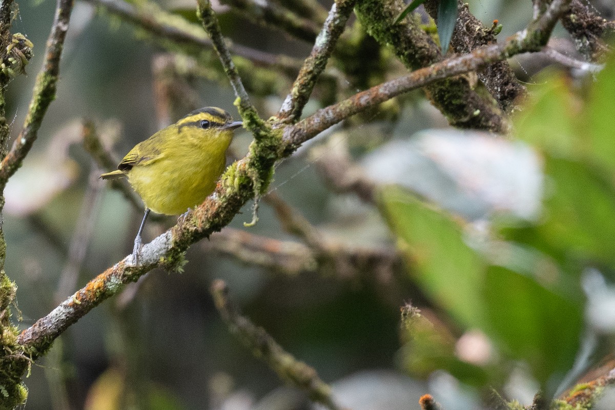 Mountain Leaf Warbler - ML612088283