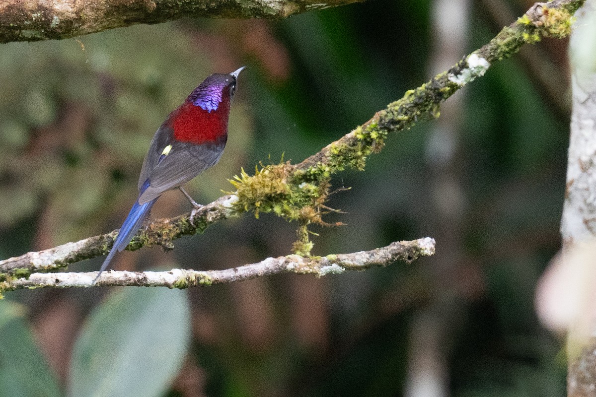 Black-throated Sunbird - Ben  Lucking